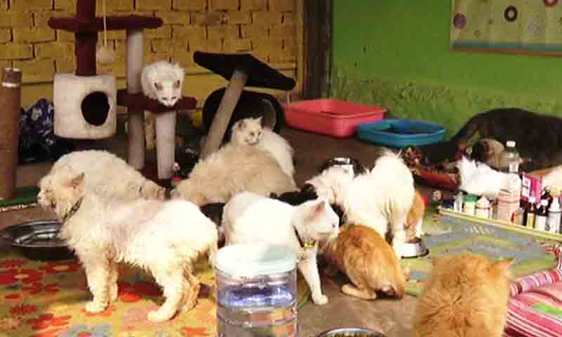 پالتو جانور