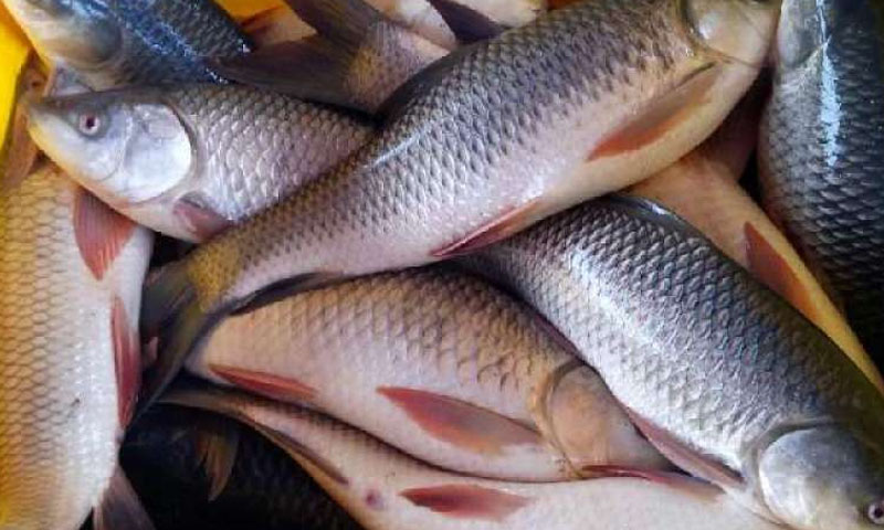 پاکستان کو امریکا میں مچھلی برآمد کرنے کی 4 سالہ اجازت مل گئی پاکستان کو امریکا میں مچھلی برآمد کرنے کی 4 سالہ اجازت مل گئی