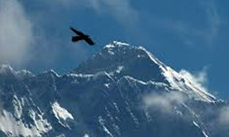 چیئرمین این ڈی ایم اے