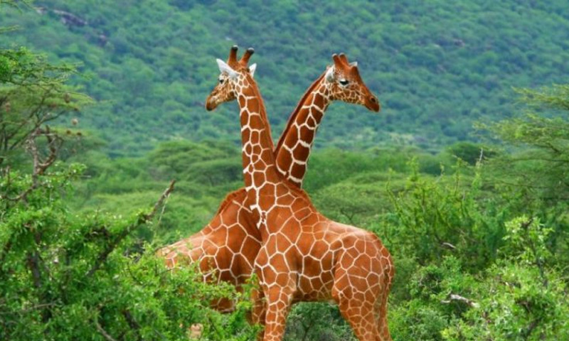 جنوبی افریقہ