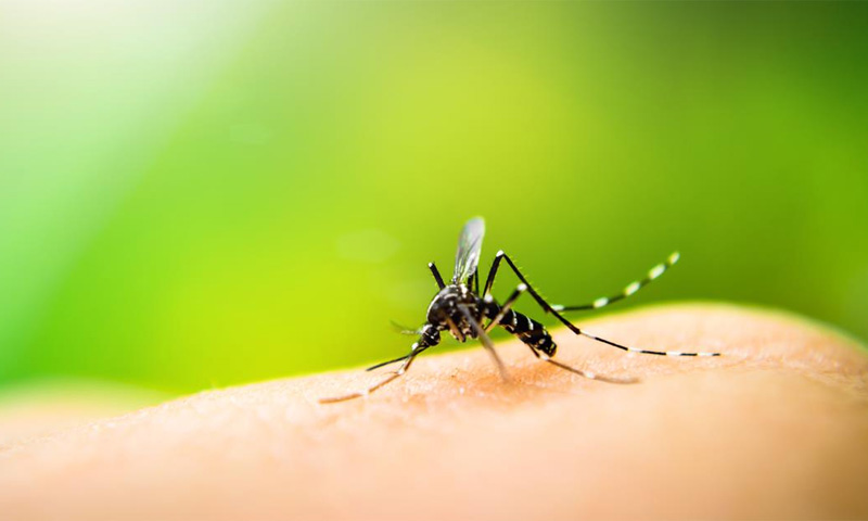 ملیریا کیسز