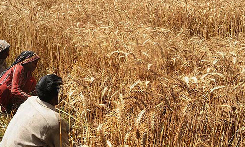 گندم بلاسود قرضے