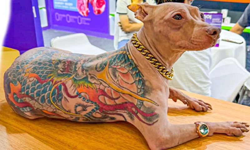 رنگین ٹیٹوز والا کتا