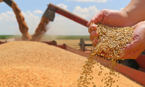 سندھ میں گندم خریداری مہم تیز کرنے کا حکم، چھوٹے کسانوں پر خصوصی توجہ کی ہدایت