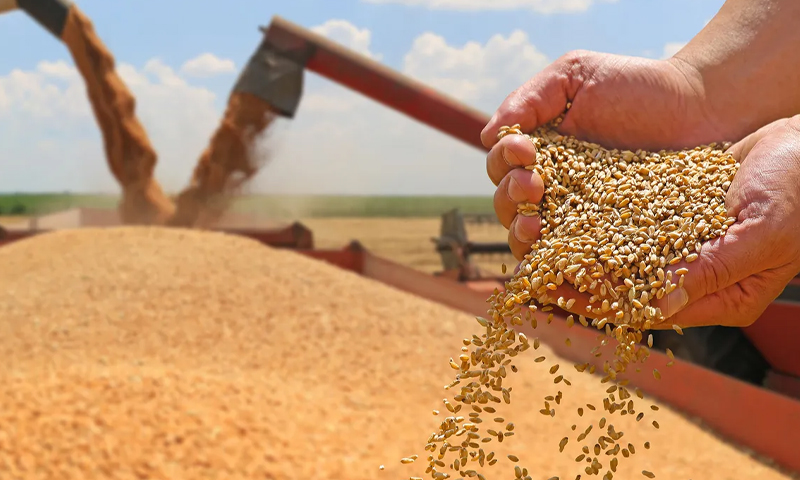 تین دن کے اندر گندم کی قیمت میں بڑی کمی