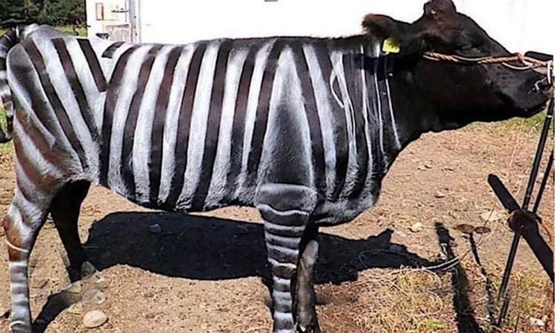 سائنس دانوں کو گائیوں پر زیبرا لکیریں بنانے پر اِگ نوبل انعام