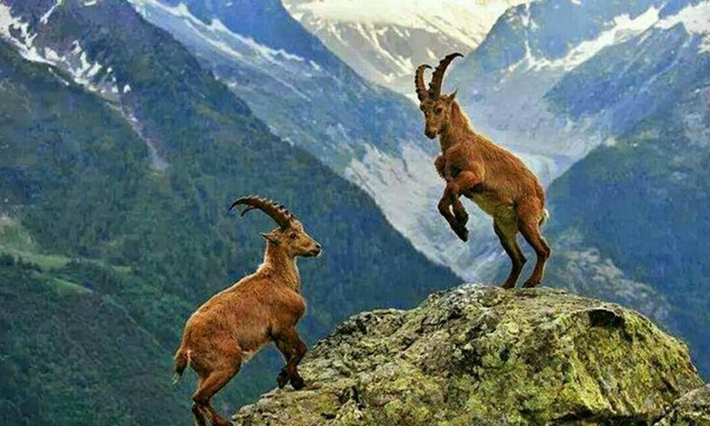 پاکستان کے قومی جانور مارخور شکار کا پرمٹ