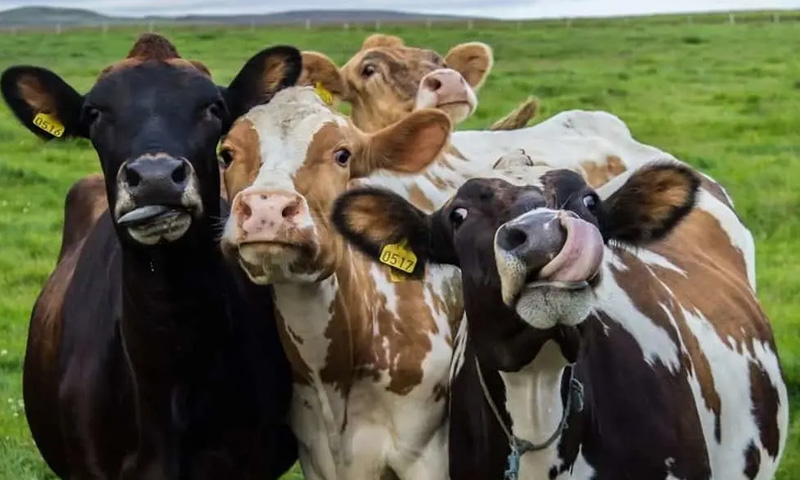 گائیوں سے دودھ کے پیداوار بڑھانے کی پہلی کامیاب سرجری