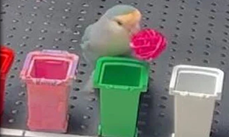 ورلڈ ریکارڈ