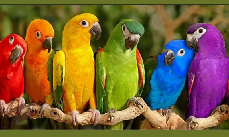 طوطے پالنے اور خرید و فروخت سے متعلق نیا قانونی مسودہ تیار parrot
