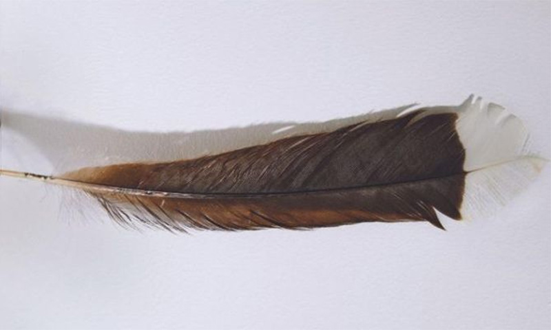 ناپید پرندے کا پر مہنگے داموں فروخت، وزن صرف 9 گرام