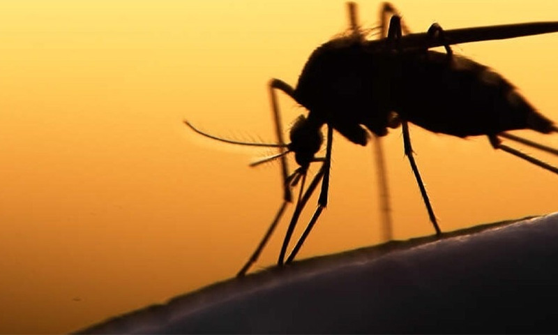 ملک بھر میں ڈینگی کیسز میں اضافہ, سیکڑوں نئے کیسز رپورٹ