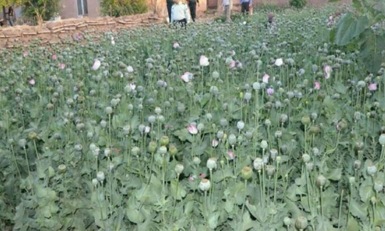 بلوچستان حکومت نے پوست کے بیج پر پابندی عائد کر دی