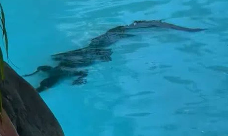 crocodile in Sheraton hotel pool