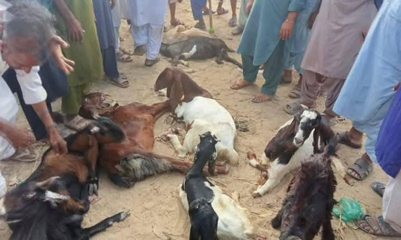 indian army killing goats