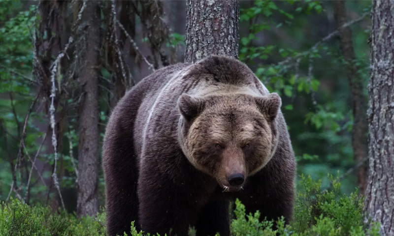 مادہ ریچھ رانو کو کراچی سے اسلام آباد منتقل کرنے کی تیاریاں bear