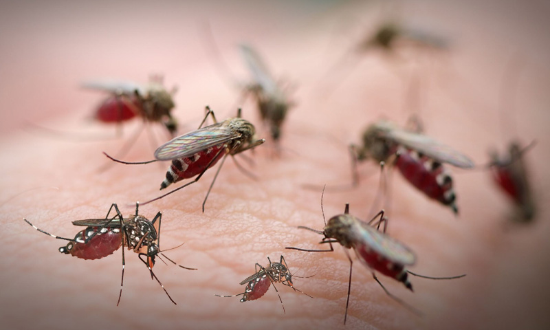 کراچی اور حیدرآباد میں ڈینگی بخار کے کیسز میں خطرناک اضافہ ڈینگی بخار کے کیسز میں خطرناک اضافہ