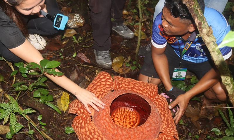 گوشت جیسی خوشبو والا نایاب اور بڑا پھول دریافت