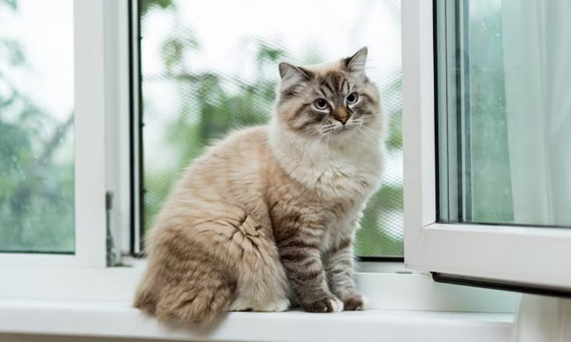 بلی کے پڑوسی کے گھر بار بار جانے کے باعث مالک پر بڑا جرمانہ