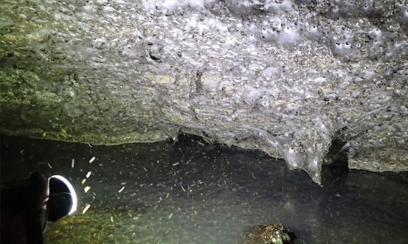 دنیا کا سب سے بڑا مکڑی کا جالا، 111 ہزار مکڑیاں، حیران کن تصاویر دیکھیں