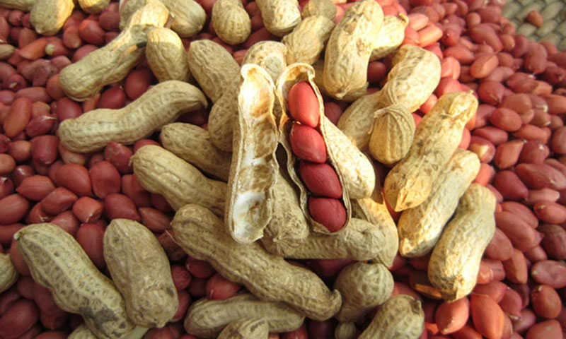 سردیوں میں روزانہ کتنی مونگ پھلی کھانی چاہیے؟