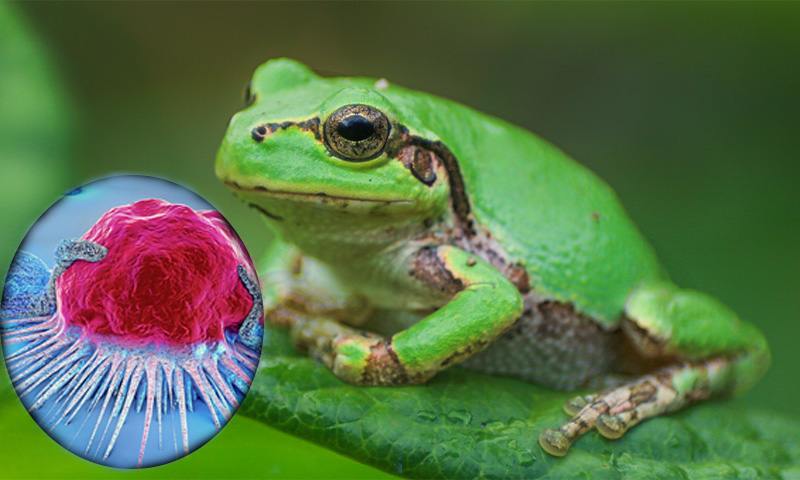 مینڈک میں کینسر کو ختم کرنے والا حیرت انگیز علاج دریافت