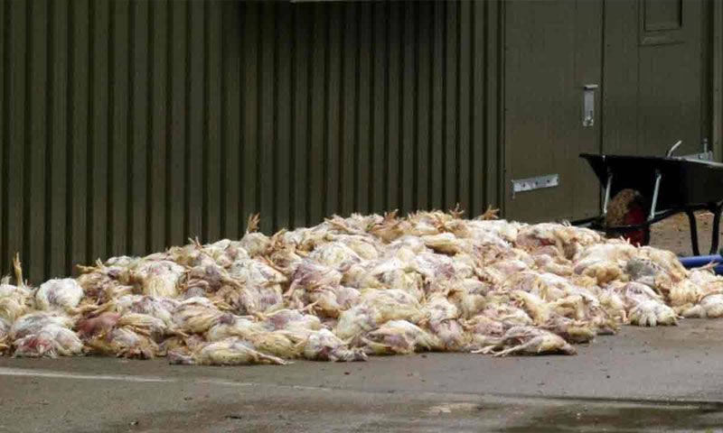 پنجاب فوڈ اتھارٹی کی کارروائی، 4 ہزار کلو مردہ مرغیوں کا گوشت برآمد