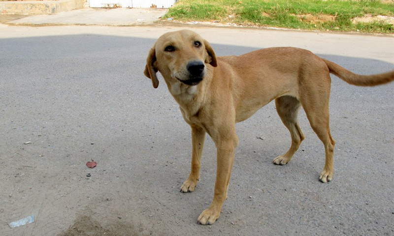 کراچی میں ایک ہی کتے نے 2 درجن سے زائد افراد کو کاٹ لیا dog