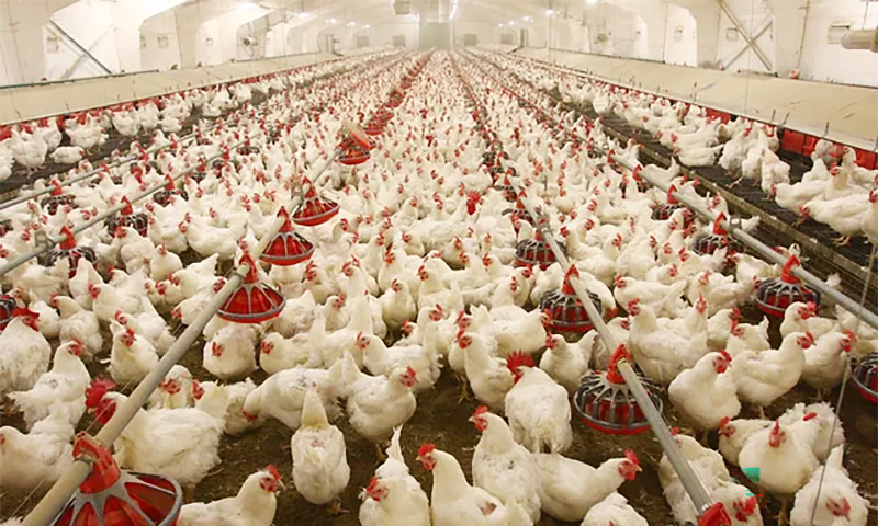جاپان میں برڈ فلو کے ایک اور کیس کی تصدیق ، لاکھوں مرغیاں تلف کرنیکا فیصلہ bird flu