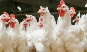 مرغی کی قیمت کو پر لگ گئے ، فی کلو 45 روپے اضافہ