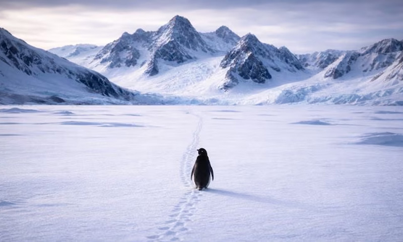 پہاڑوں کی طرف چلتے پینگوئن کی ویڈیو کیوں وائرل ہو رہی ہے؟