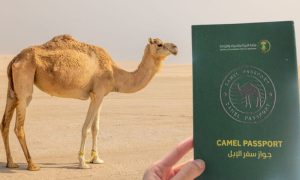 اس اقدام سے اونٹوں کے شعبے میں پیداواری صلاحیت اور مجموعی کارکردگی میں اضافہ ہوگا