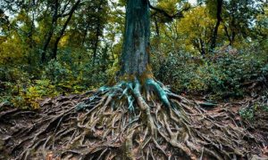 درخت ایک دوسرے سے بات کرتے ہیں، سائنسدانوں کی حیران کن تحقیق