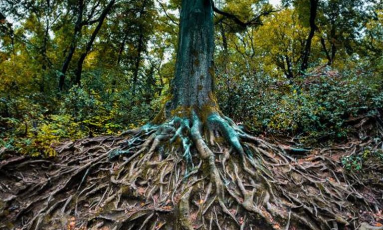 درخت ایک دوسرے سے بات کرتے ہیں، سائنسدانوں کی حیران کن تحقیق