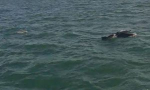 پاکستان کے ساحل پر ڈولفن مچھلیوں کے  جھنڈ کا دلکش نظارہ