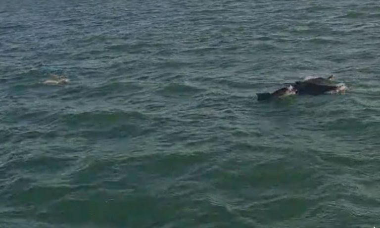 پاکستان کے ساحل پر ڈولفن مچھلیوں کے  جھنڈ کا دلکش نظارہ