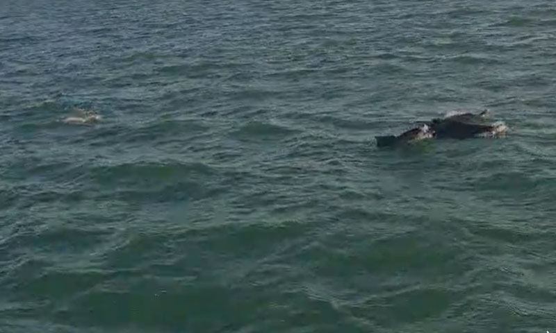 پاکستان کے ساحل پر ڈولفن مچھلیوں کے  جھنڈ کا دلکش نظارہ