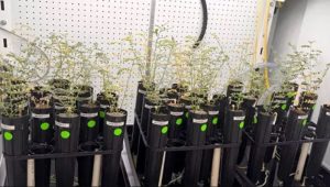 چاند کی مٹی میں چنے اُگا لیے گئے، خلا میں انسانی رہائش کی امید بڑھ گئی