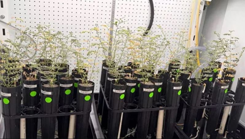 چاند کی مٹی میں چنے اُگا لیے گئے، خلا میں انسانی رہائش کی امید بڑھ گئی