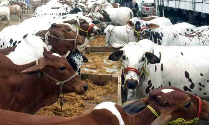 6 مویشی منڈیاں 349.5 ملین روپے میں نیلام، کیش لیس نظام نافذ کرنے کا فیصلہ