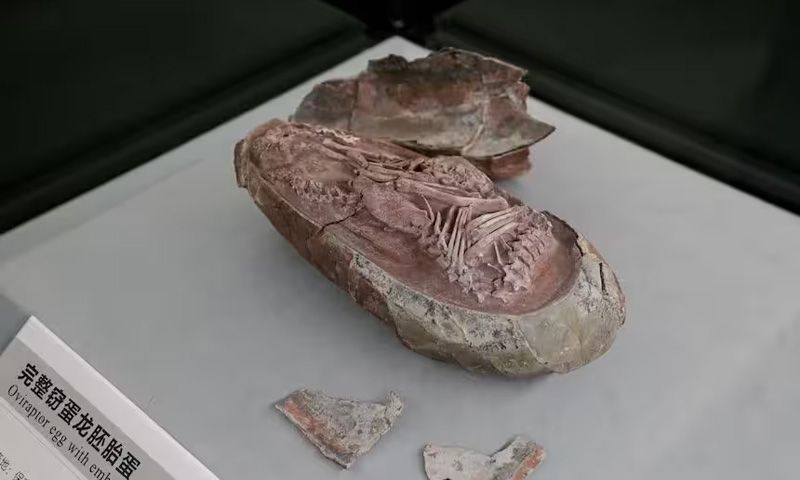 سینکڑوں ڈائناسور کے انڈے محفوظ حالت میں دریافت، ماہرین حیران