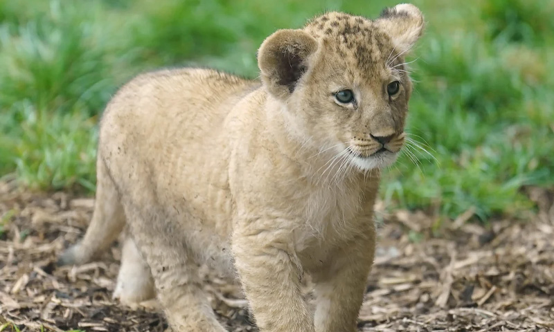 فوٹو سیشن کے دوران شیر کے حملے میں 3 سالہ بچی شدید زخمی