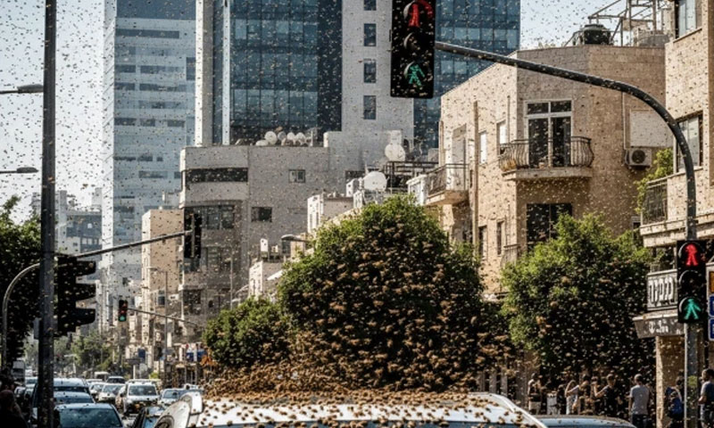 اسرائیل کو “قدرت کی سزا”، شہد کی مکھیوں کا حملہ، ویڈیو وائرل