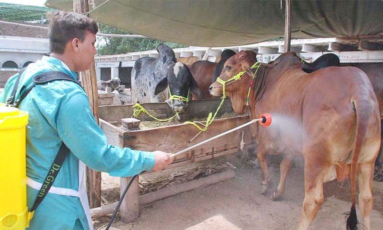 عیدالاضحٰی پر کانگو وائرس کے پھیلاؤ کا خدشہ؛ قومی ادارہ صحت نے ایڈوائزری جاری کر دی