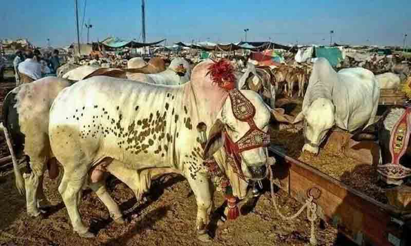 کراچی میں 5 مقامات پر مویشی منڈیاں لگانے کی اجازت
