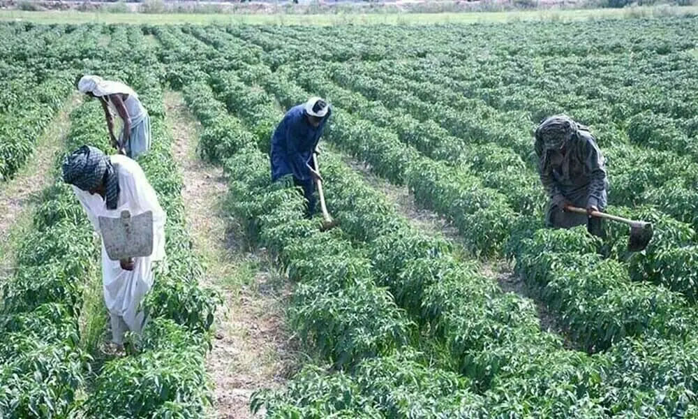 300 ارب روپے کے بلا سود قرضے، وفاقی حکومت کا کاشتکاروں کیلئے بڑا اعلان