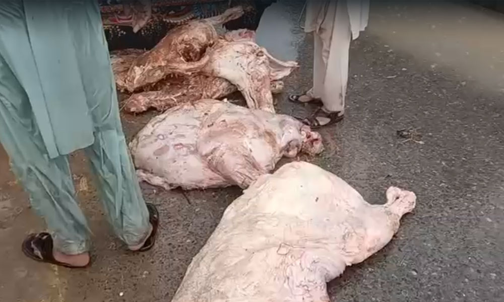 فوڈ اتھارٹی نے مضرِ صحت گوشت کی بھاری کھیپ پکڑ لی