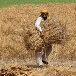 پنجاب حکومت نے گندم کی نئی قیمت مقرر کردی