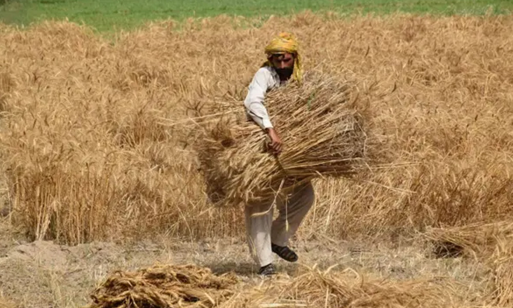پنجاب حکومت نے گندم کی نئی قیمت مقرر کردی