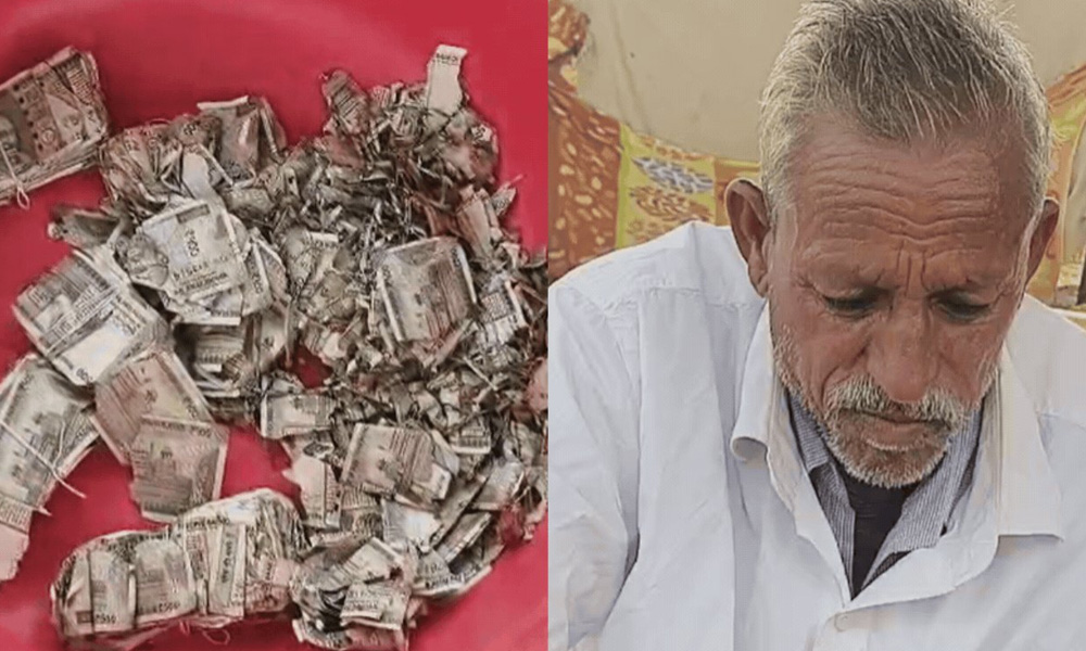 کھیت میں چھپائے لاکھوں روپے کا ایک سال بعد ایسا انجام، کسان کے ہوش اڑ گئے